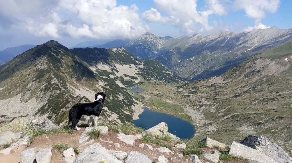 Bella the dog on Muratov Peak with views on mountain peaks and lakes