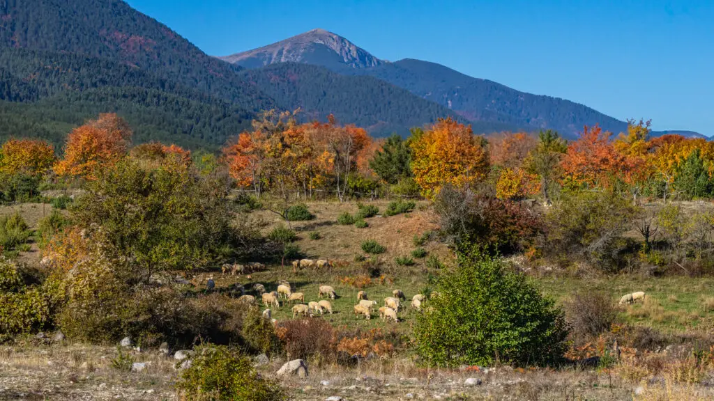 Autumn colours in the area around Bansko with cows